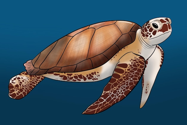 Sea turtle