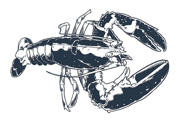 해산물 동물 랍스터 조각 그리기 벡터 손 스케치 빈티지 스타일 음식 동물 바다 바다 흰색 배경에 고립