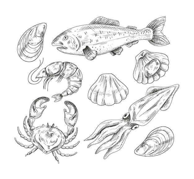 Seafood mollusk salmon fish shrimp shell crab hand draen pencil sketch