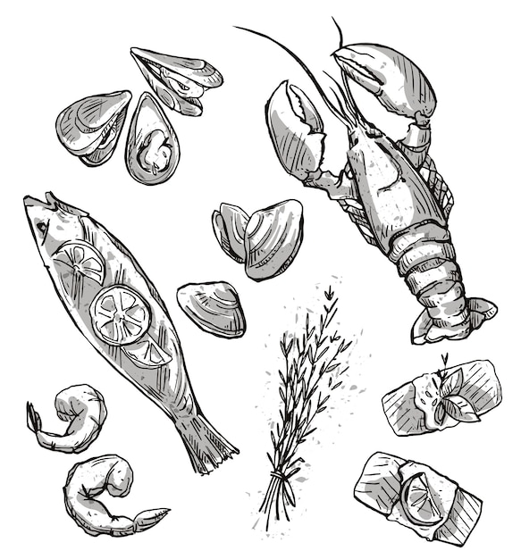 Vector seafood selection, sea foods drawings. vector illustration.