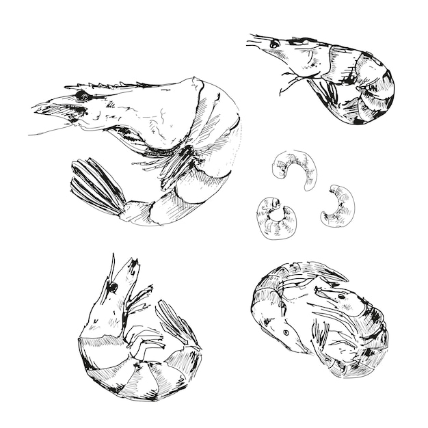 Seafood. Shrimps drawing set