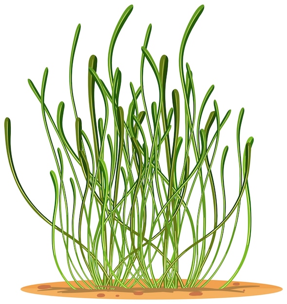 Vector seagrass in cartoon style isolated on white background