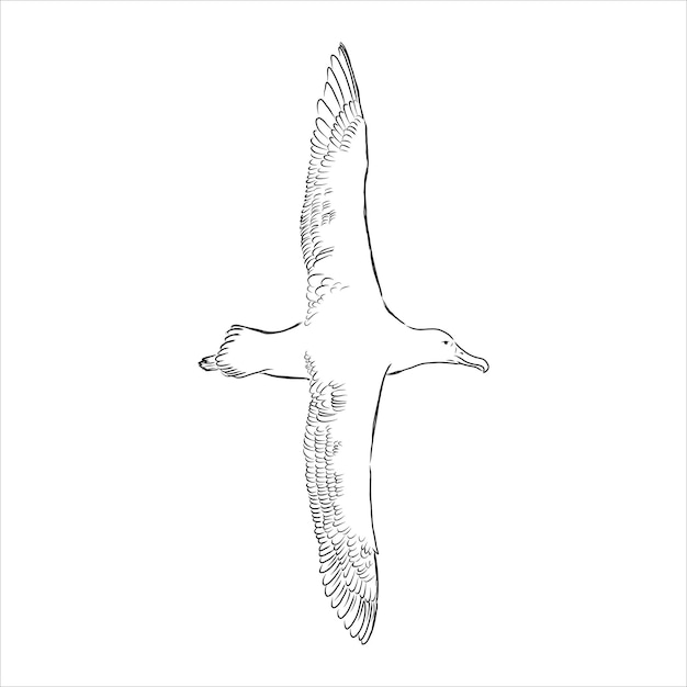 Seagull albatross bird in flight with open wings sketch vector graphics black and white drawing