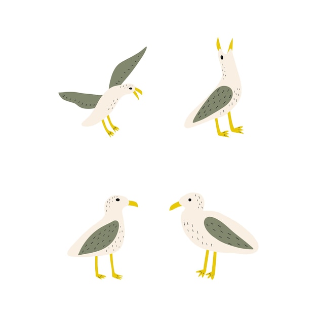 seagull atlantic seabird marine animal vector illustration on white background