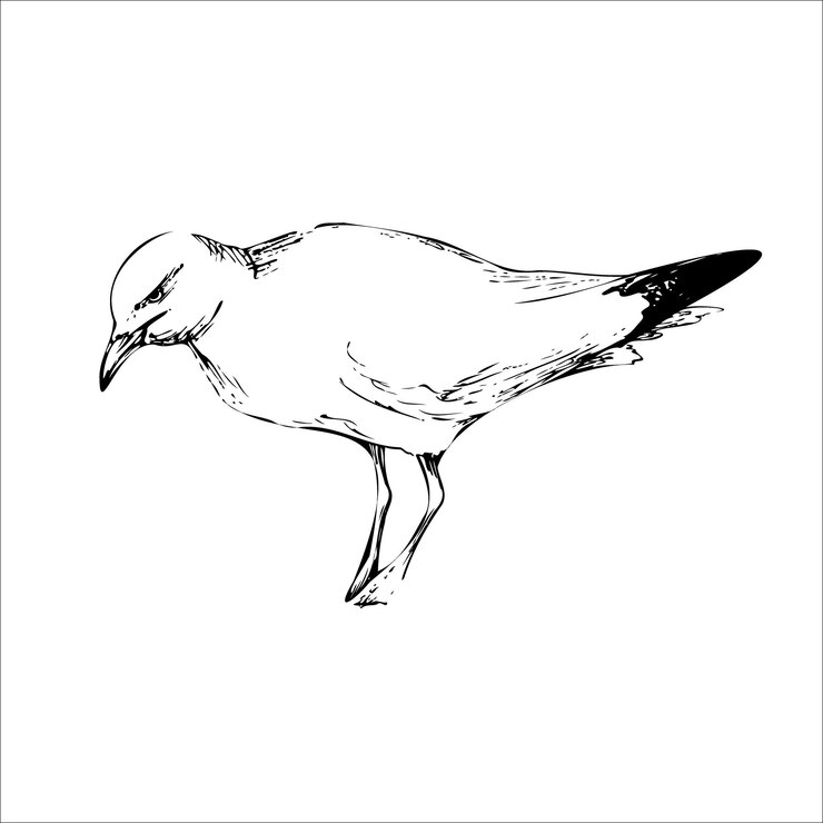 Vector seagull bird animal sketch engraving vector illustration scratchboard style imitation