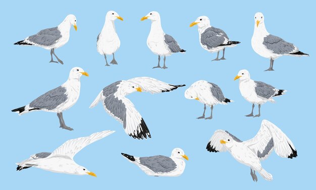 Seagull set sea gulls stand fly and swim realistic vector bird