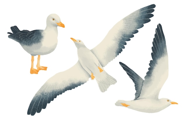 Seagull vogels aquarel stijlen set