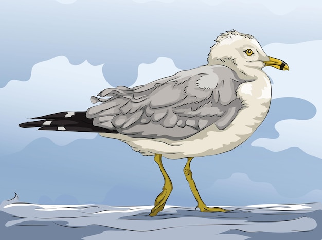 Vector seagull