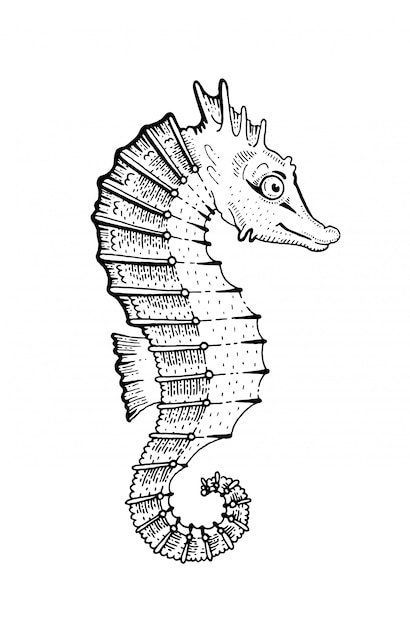 Seahorse gegraveerde kunst. Schets zeepaardje vis illustratie.