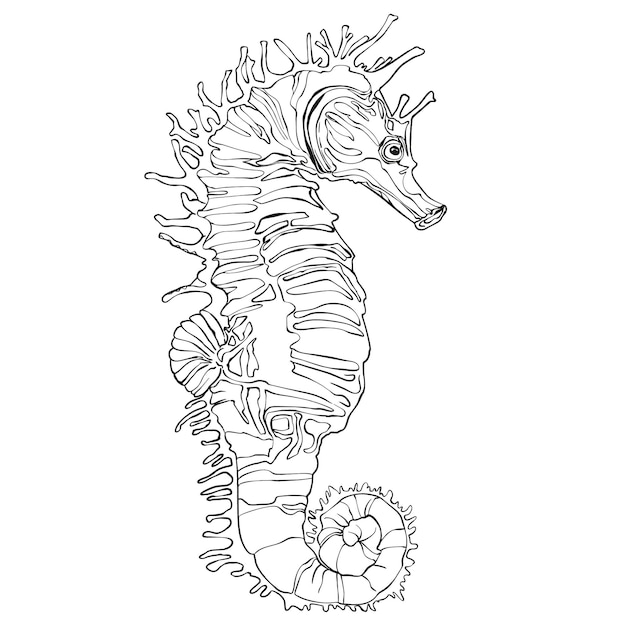 タツノオトシゴの手描きの黒と白のベクトルの塗り絵