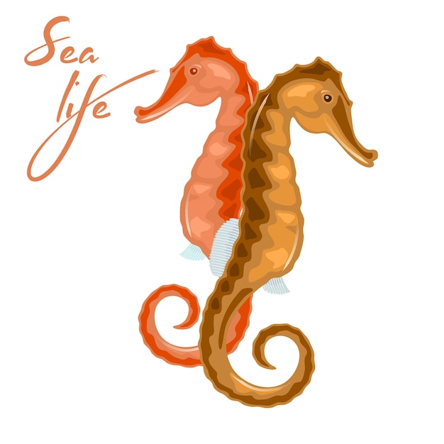 Seahorse heeft hoofd en nek die doen denken aan een paard, gesegmenteerd benig pantser, gekrulde grijpstaart.