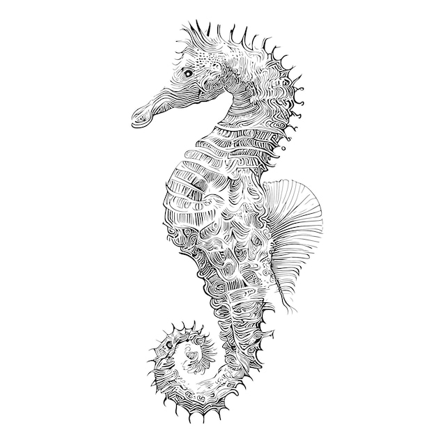 Seahorse sketch hand drawn engraving style Underwater animals Vector illustration.