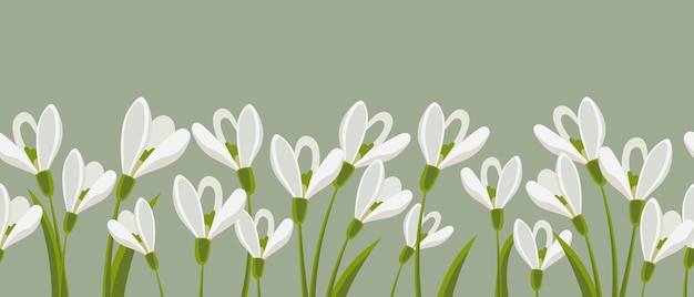 Seamless border, spring flowers snowdrops on light green background. spring background