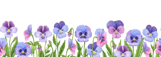 Vector seamless border with pansies floral background with hand drawn watercolor garden flowers