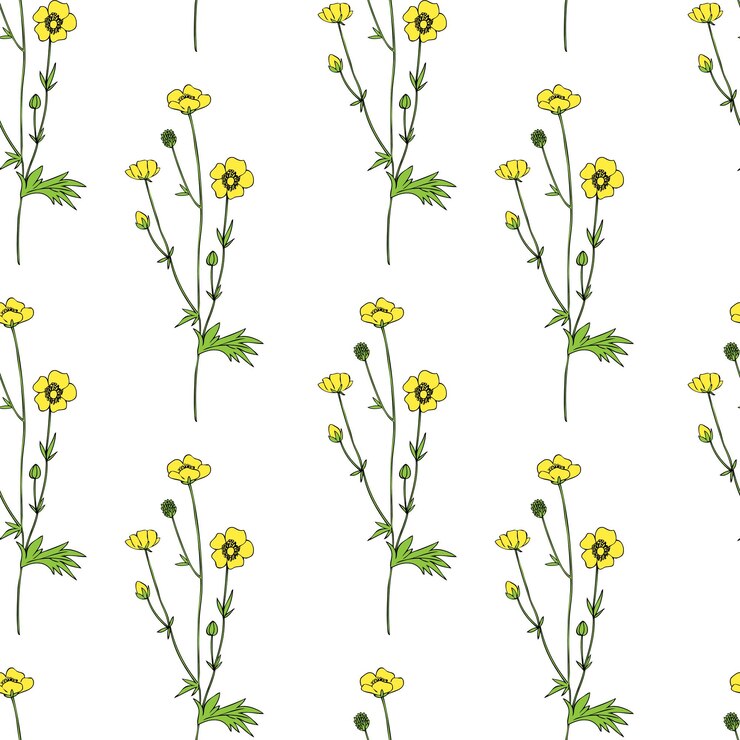 Vector seamless floral pattern buttercup flower crowfoot vector illustration isolated on white background