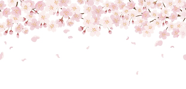 Seamless Floral With Cherry Blossoms In Full Bloom Isolated On A White.