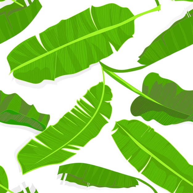 벡터 야자나무 바나나 잎으로 매끄러운 손으로 그린 열대 패턴은 흰색 배경에 정글 이국적인 잎을 남깁니다.