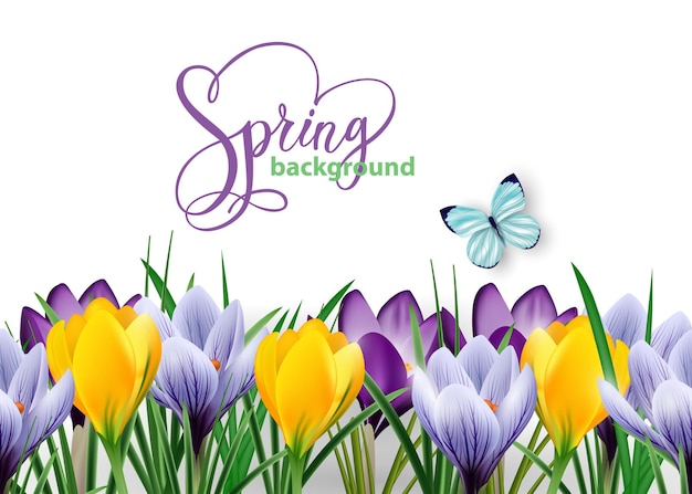 Seamless horizontal border with spring flowers crocuses and butterfly.vector illustration