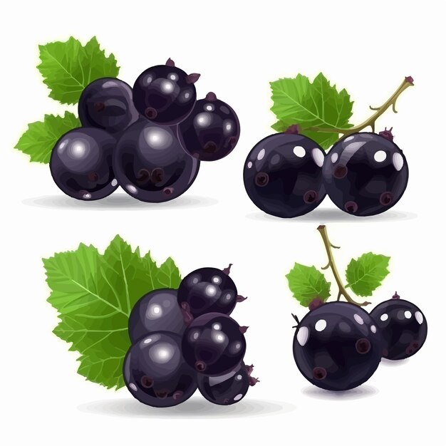 Vector seamless pattern of black currant fruits