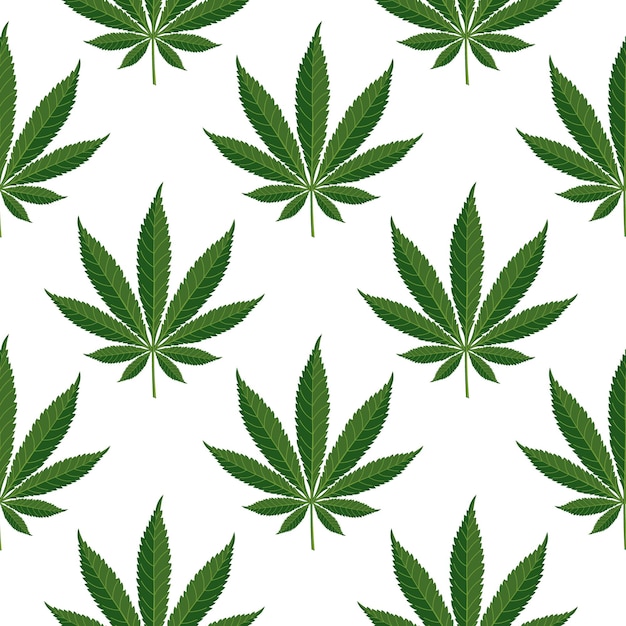Disegno senza cuciture di foglie di canapa scenario di foglie di cannabis su uno sfondo bianco vettore di stampa.