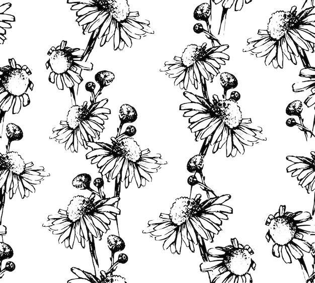 seamless pattern isolated on white background vintage camomile flowers