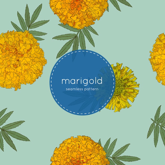 Vector seamless pattern of marigold flower.