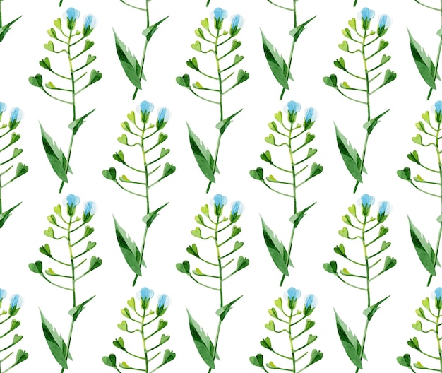 Бесшовный узор из луговых цветов Капселла Летние акварельные цветы на белом фоне Дикие целебные травы ботаническая цветочная текстура Идеально подходит для текстильной упаковки, отпечатков веб-сайтов обоев