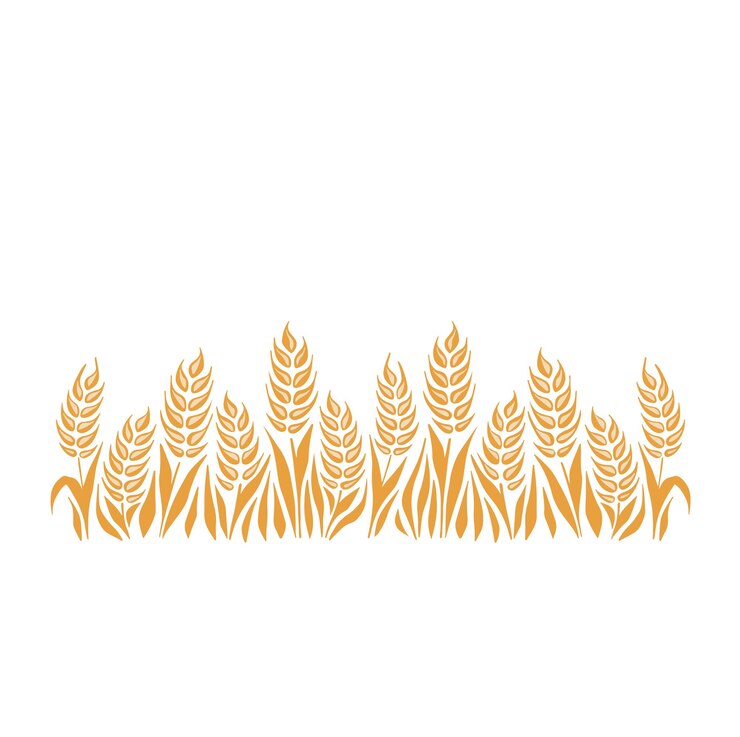 Seamless pattern of stems of ears of wheat oats barley rye and wheat on a white background and sp