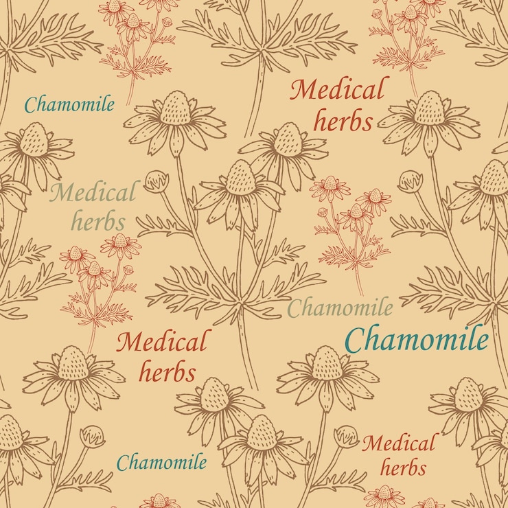 Vector seamless pattern with chamomile flowers and inscriptions vector vintage