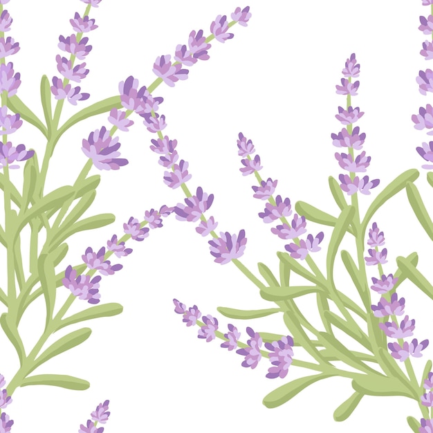 Modello senza cuciture con fiori di lavanda estate bouquet naturale a base di erbe piatto illustrazione vettoriale su sfondo bianco