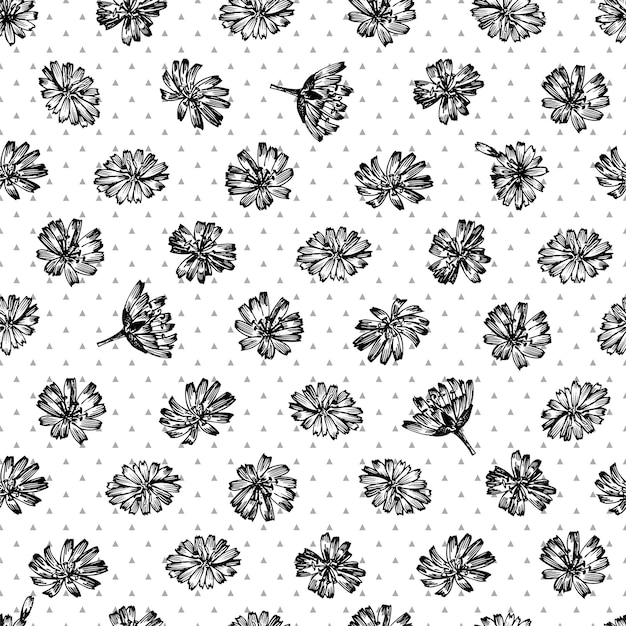 Vector seamless pattern with realistic botanical black ink sketch of chicory flowers isolated on white background floral herbs collection medicine plant