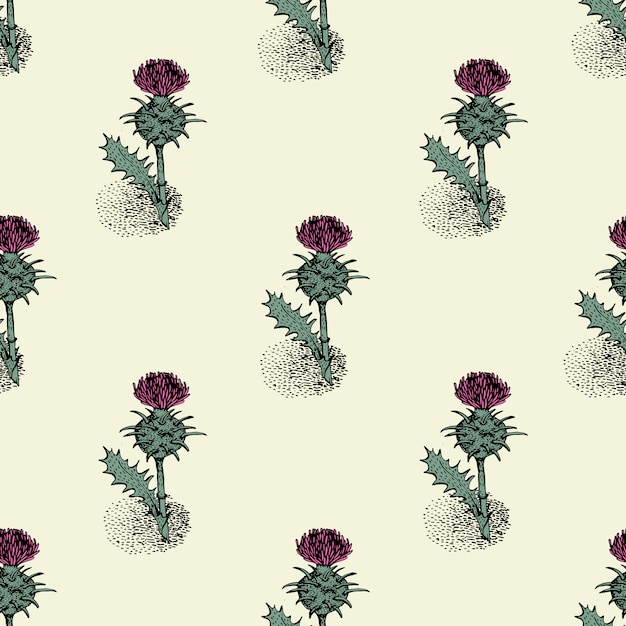 Seamless pattern with thistle. Herbal plant illustration