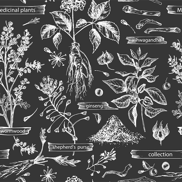 Vector seamless pattern with vintage hand drawn sketch medicine herbs elements isolated on black chalk board background wormwood turmeric tansy ashwagandha shepherds purse ginseng