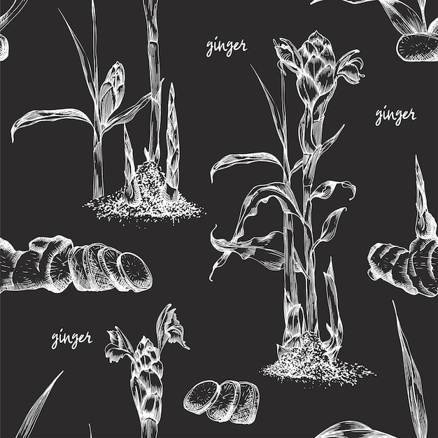 Seamless patternhand drawn of Ginger roots lives and flowers in white chalk color isolated on black board background Retro vintage graphic design botanical sketch drawing engraving style