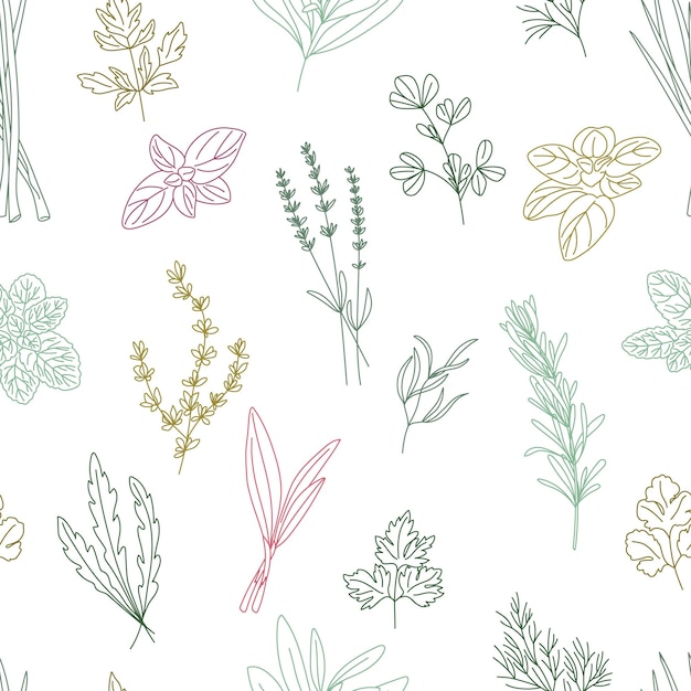 Vector seamless patterns of spicy herbs line oregano, fenugreek, rosemary, mint, arugula, thyme, parsley, l