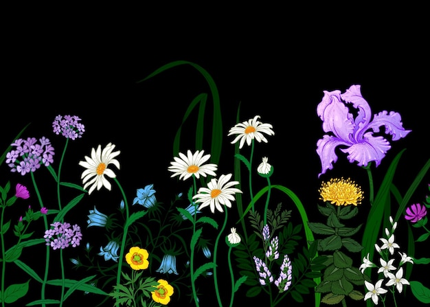 Vector seamless summer pattern border with wild flowers