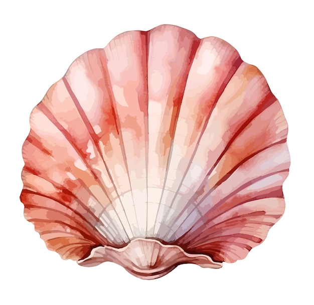 Vector seashell aquarel clipart vector