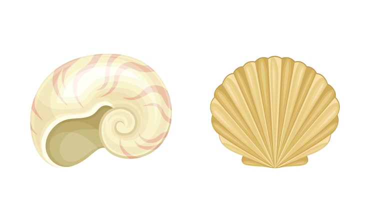 Vector seashell as hard marine snail shell vector set