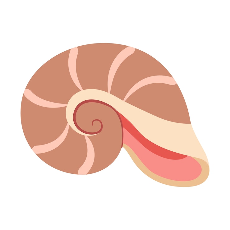 Vector seashell hand drawn cartoon style flat illustration seashell isolated on white background