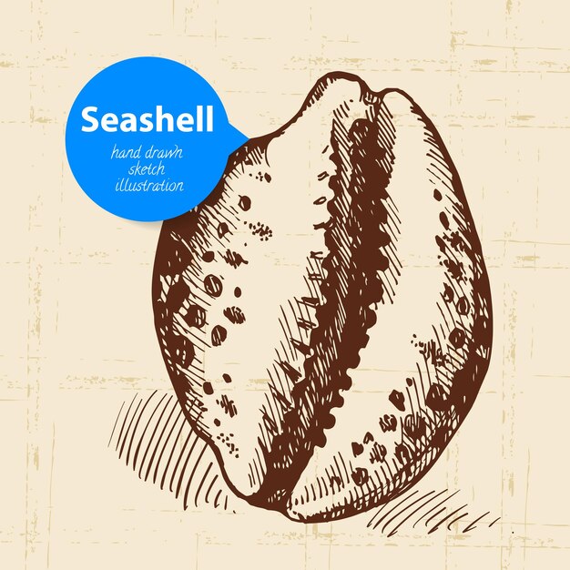 Seashell hand drawn sketch. vintage illustration