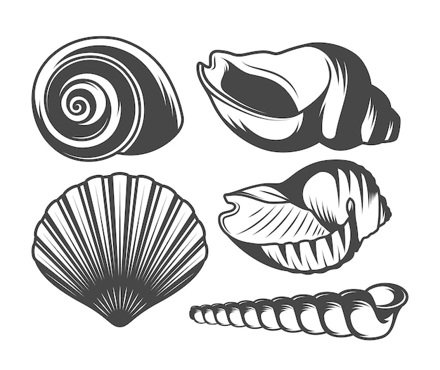 Seashell illustrations