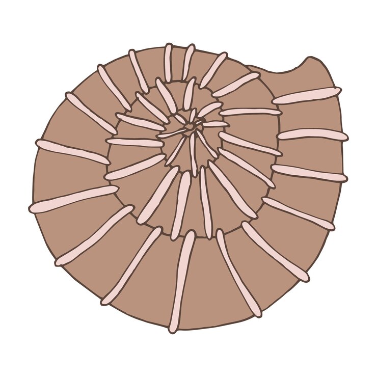 Vector seashell sea vector isolated hand drawing sketch beige