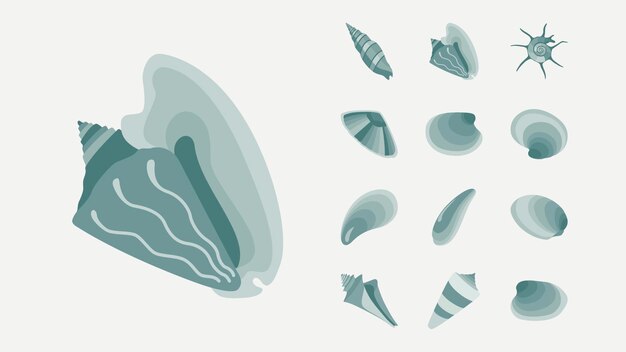 Vector seashell shell elements