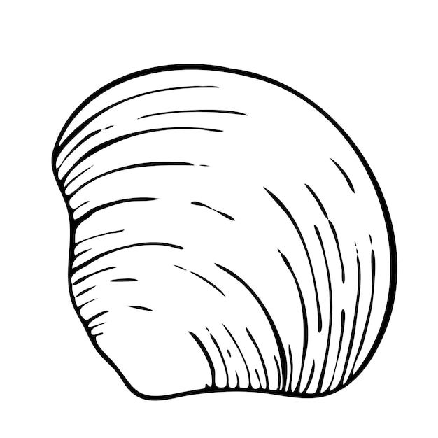 Vector seashell vector line art illustration hand drawn sketch of scallop undersea seashell drawing