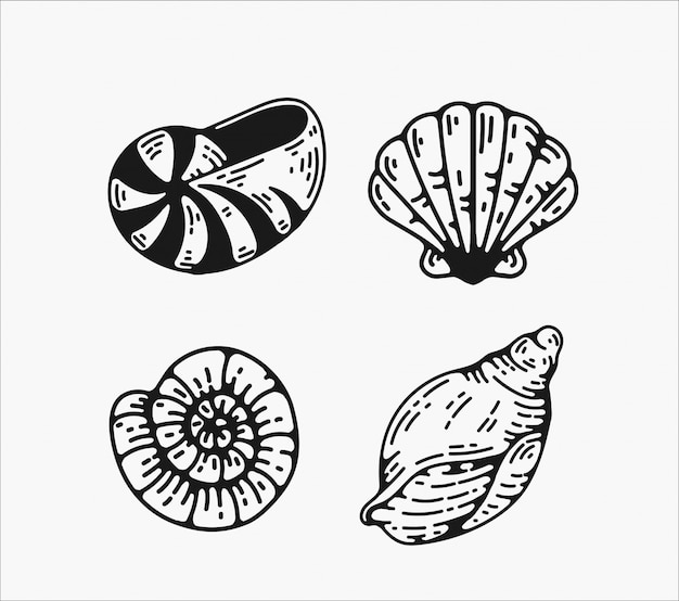 seashell vintage vector illustration designs.