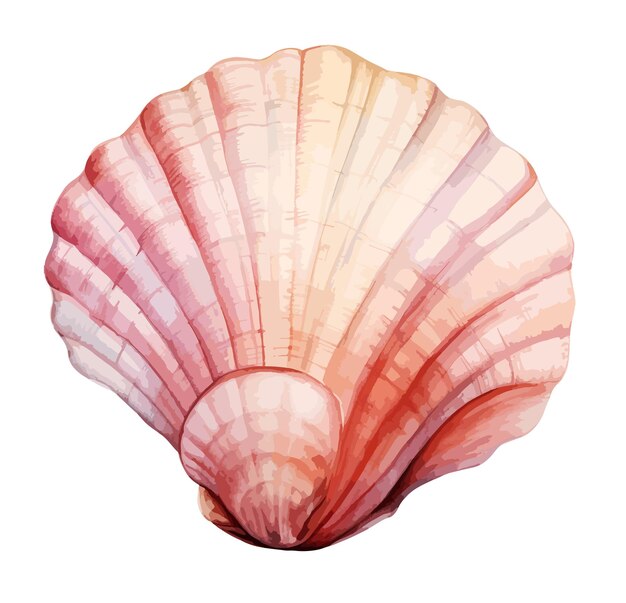 Vector seashell watercolor clipart vector