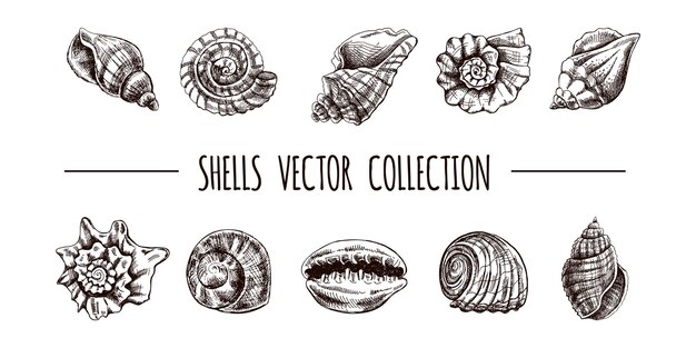 Seashells ammonite scallop nautilus mollusc vector set handdrawn sketch illustration