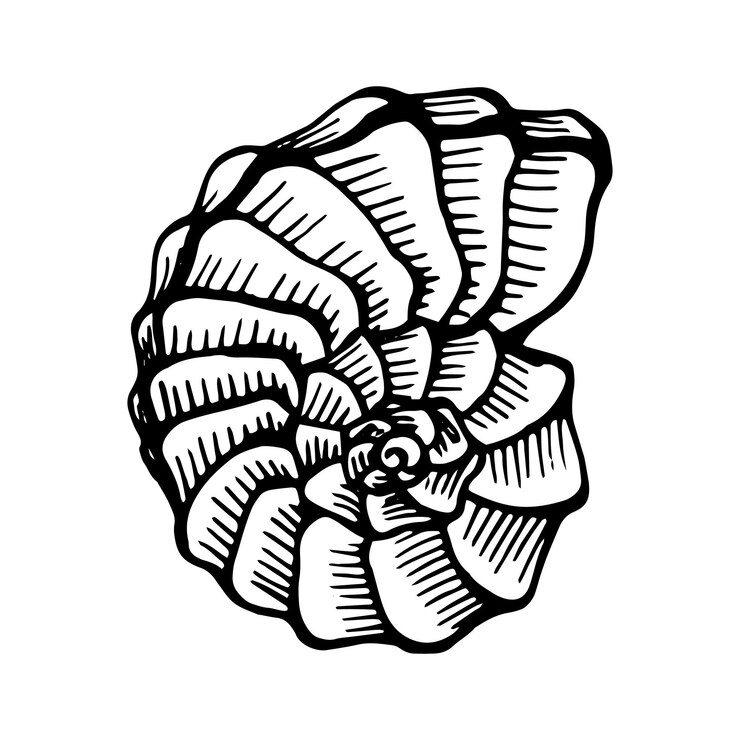Vector seashells hand drawn vector illustration in sketch style