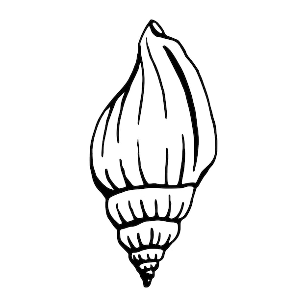 Seashells Hand drawn vector illustration in sketch style