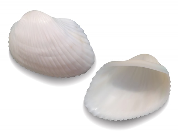 Vector seashells